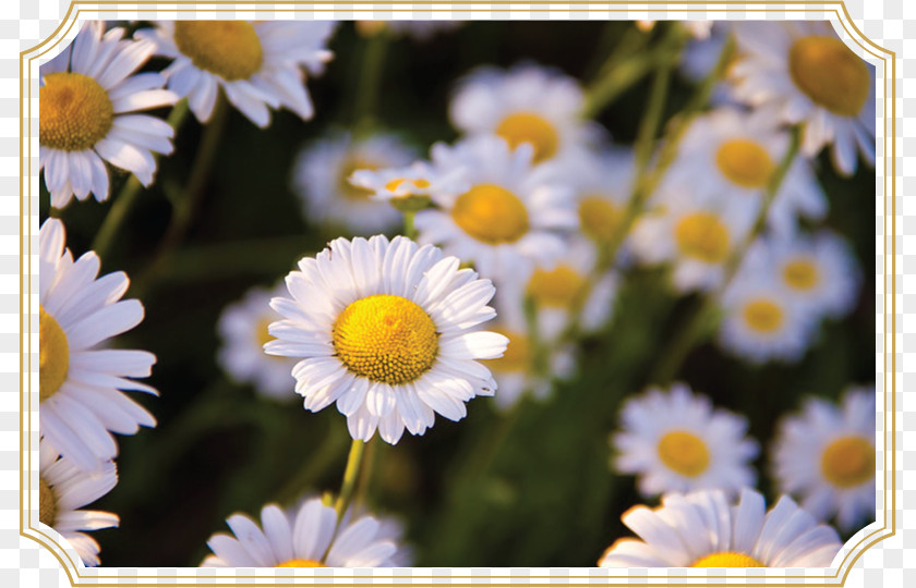 Chamomile Herb Roman Essential Oil PNG