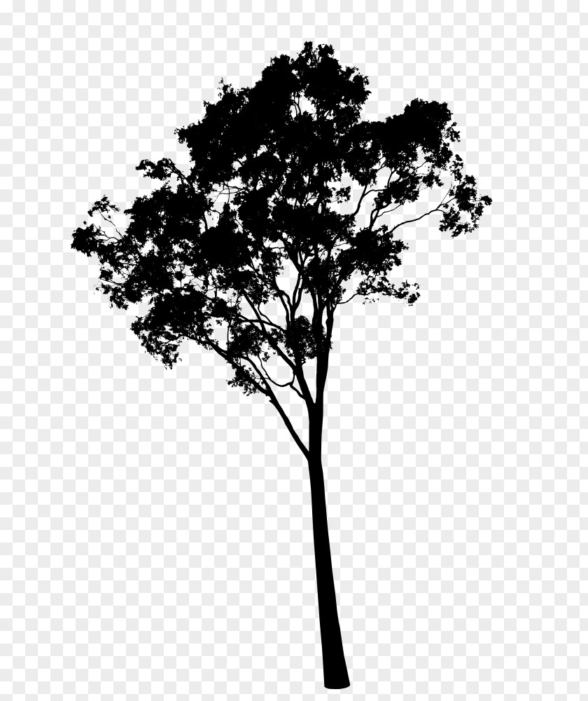 Eucalyptus Camaldulensis Pauciflora Tree Clip Art PNG