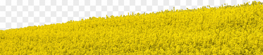 Field Clipart Crop Meadow Rapeseed Grasses PNG