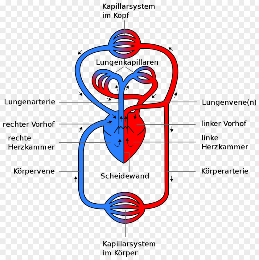Heart Circulatory System Pulmonary Circulation Artery Human Body PNG