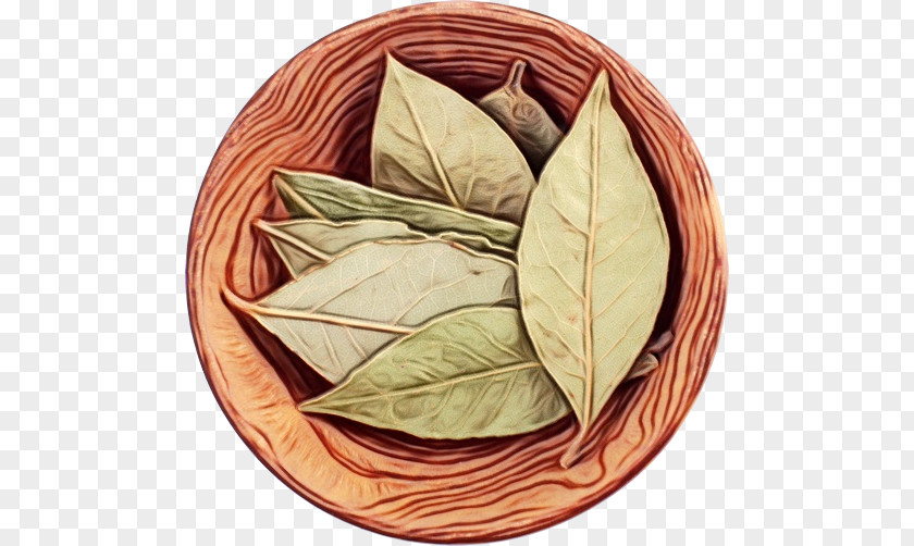 Herb Bay Leaf Tree PNG