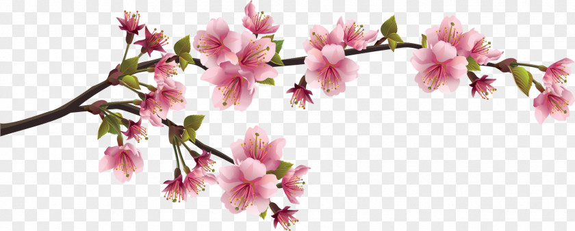 Peach Branch Cherry Blossom Wall Decal PNG