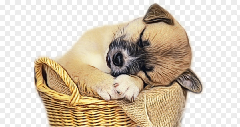 Puppy Shih Tzu Pug Beagle Maltese Dog PNG