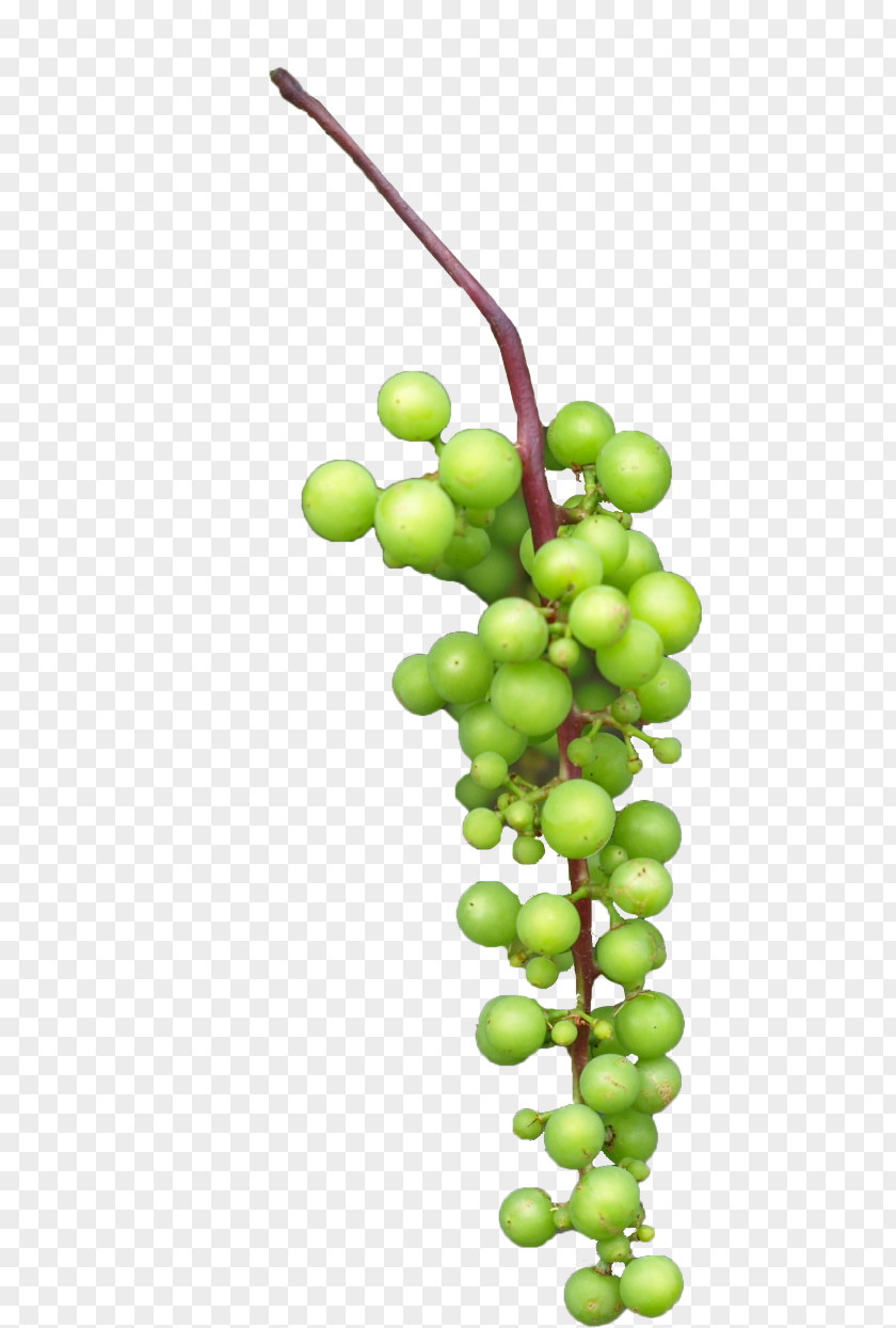 Vector Grapes Grape Juice PNG