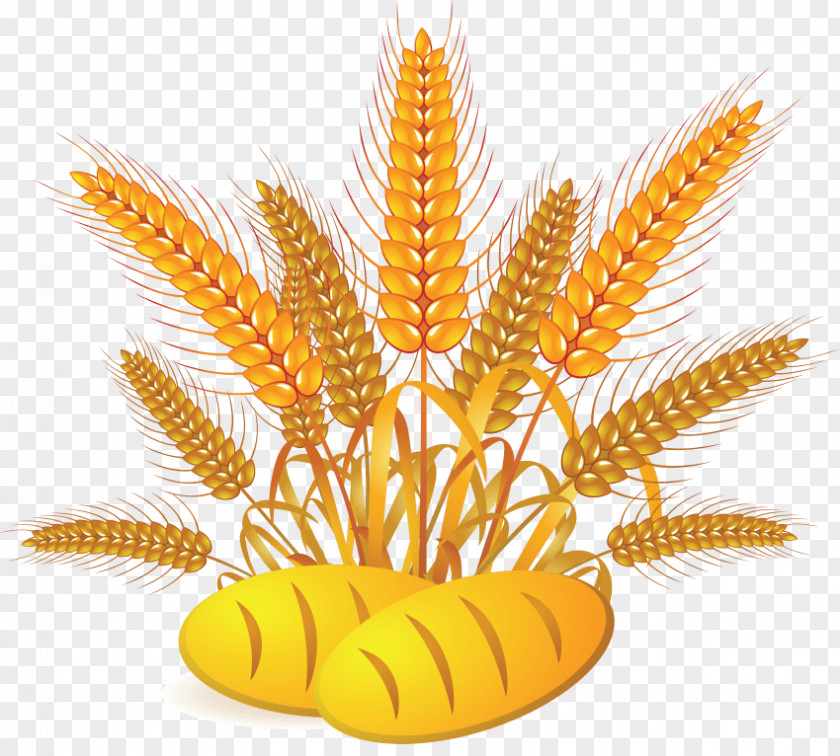 Wheat Vector Graphics Clip Art Image Bread PNG