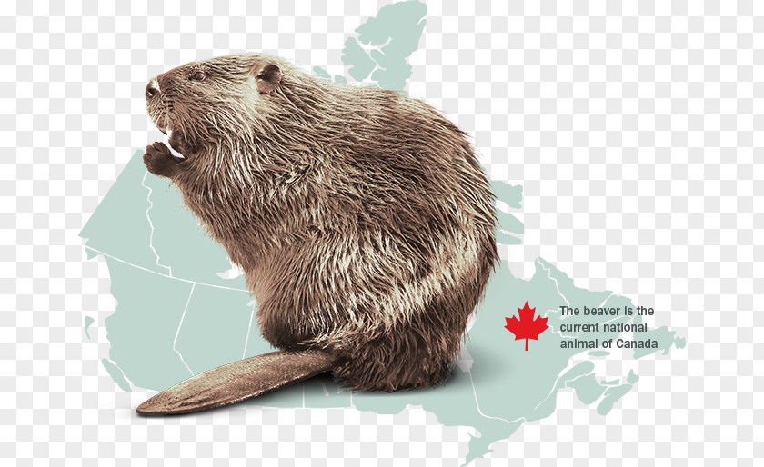 Beaver Canada Otter North American Rodent Animal PNG