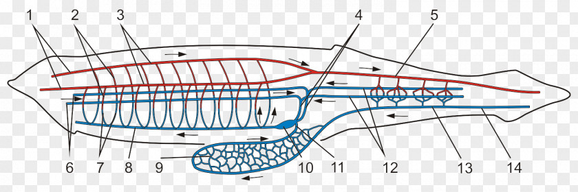 Circulatory System Vertebrate Lancelet Cephalochordata Branchiostoma Lanceolatum PNG