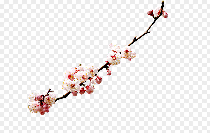 A Cherry Blossom Watercolor Painting PNG