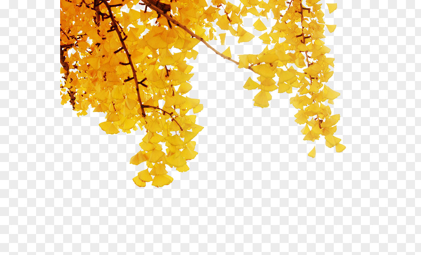 Apricot Plant Yellow Leaf PNG