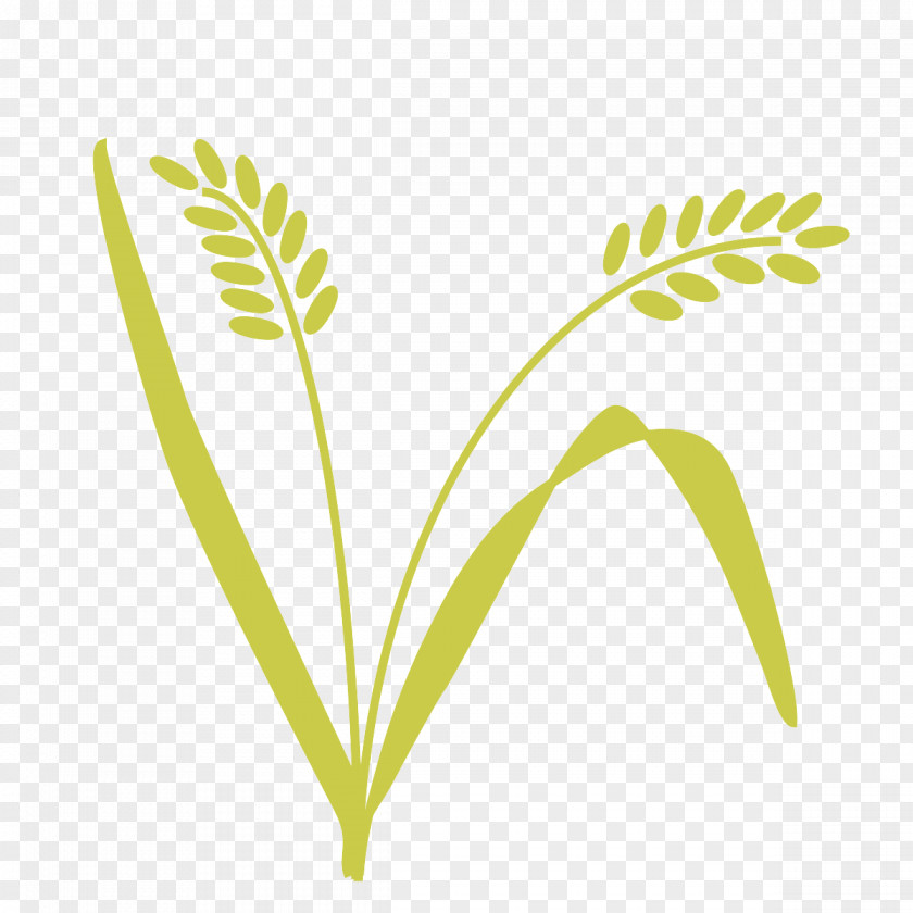 Barley Clip Art Cereal PNG