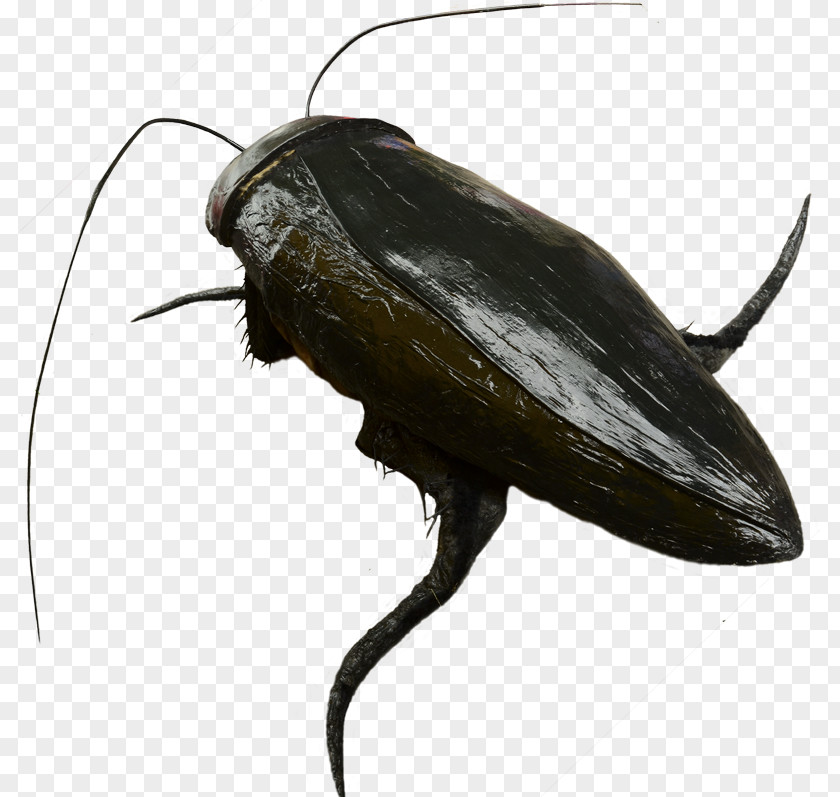 Cockroach Beetle Terrestrial Animal Insect PNG