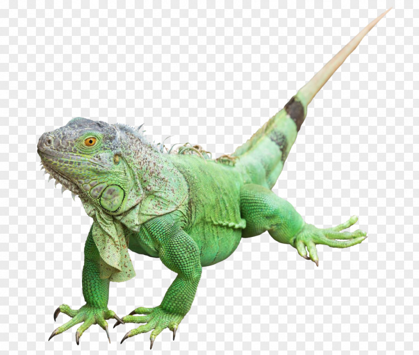 Lizard Reptile Common Iguanas Green Iguana Image PNG