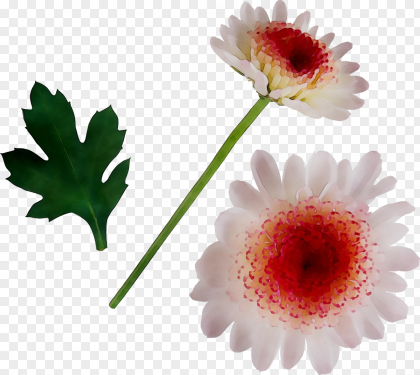 Transvaal Daisy PNG