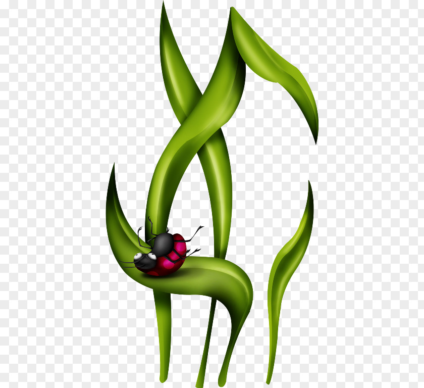 Beetle Coccinella Clip Art PNG