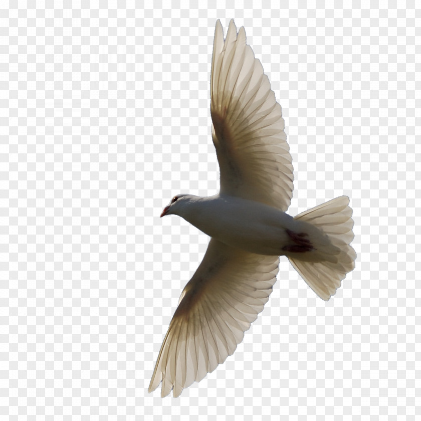 First Communion Bird Flight Domestic Pigeon Clip Art PNG