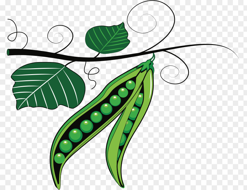 Green Peas Sweet Pea Plant Clip Art PNG
