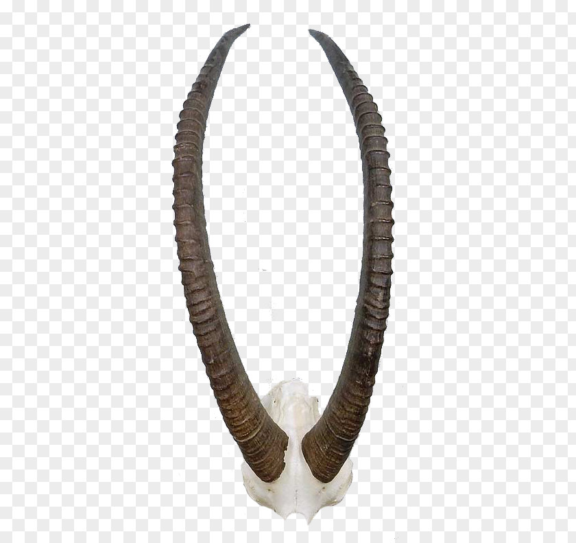 Sable Antelope Necklace PNG