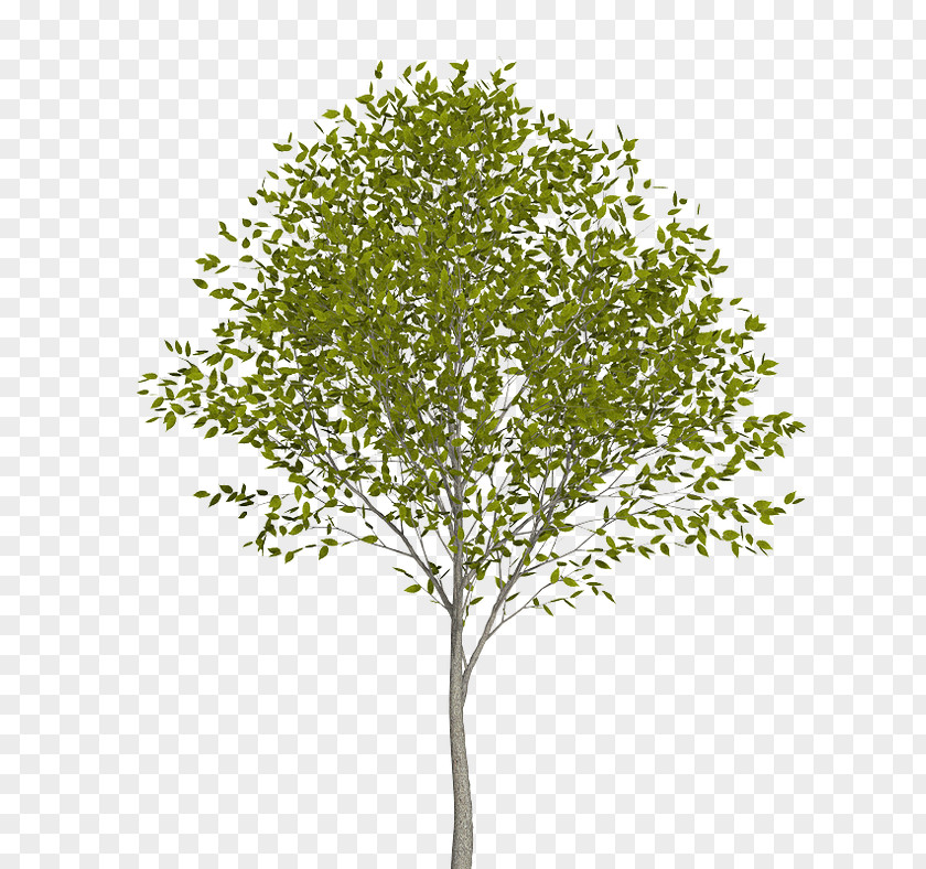 Tree Populus Nigra Twig European Aspen PNG