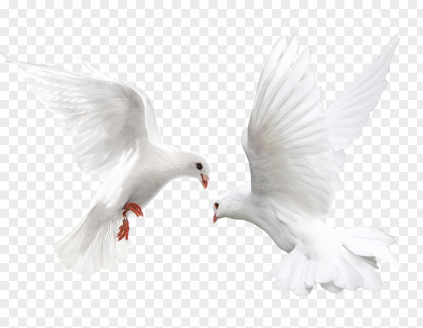 White Pigeon Columbidae Bird White-headed Metallic Domestic PNG