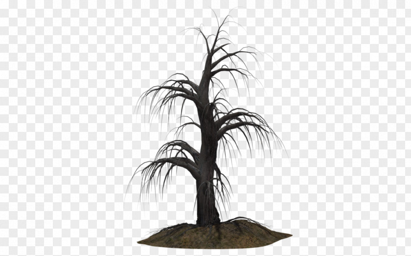 Creepy Tree Shrub Plant Arecaceae PNG