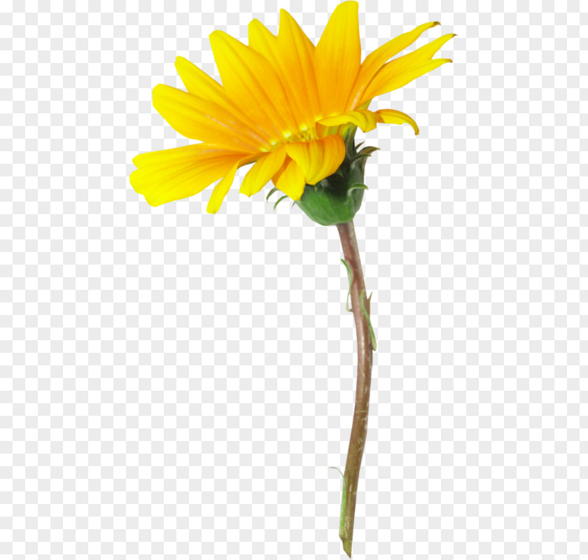 Flower Clip Art PNG