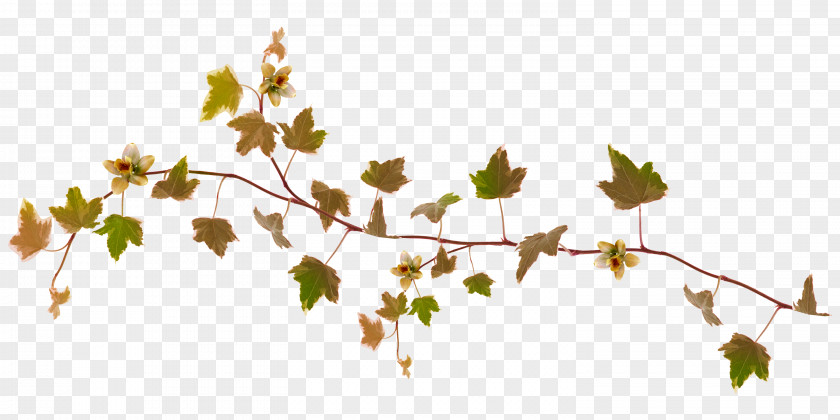 Foliage Maple Leaf Autumn Plant PNG