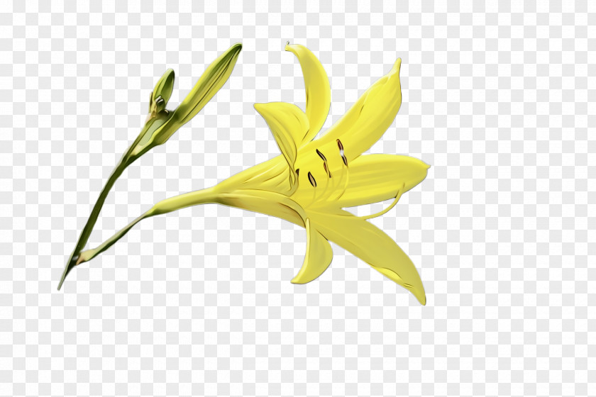 Gagea Lily Family Flower Flowering Plant Yellow PNG
