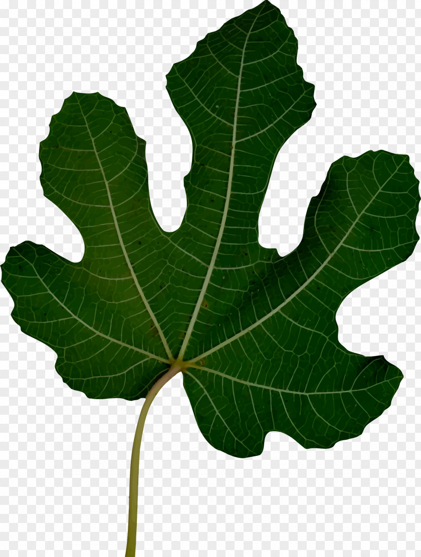 Leaves Clipart Clip Art PNG