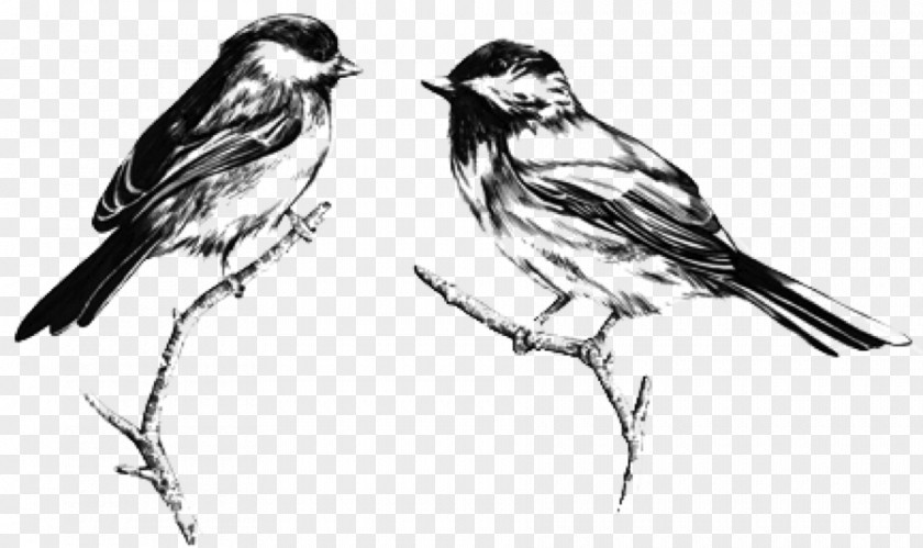 Rocksteady House Sparrow YouTube Phonograph Record Sketch PNG