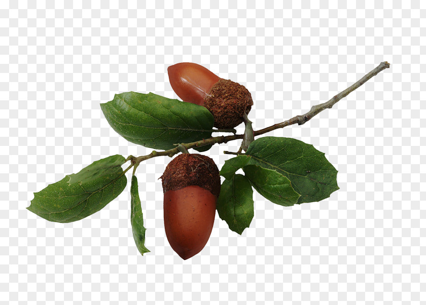Acorn Appreciative Intelligence Southern Live Oak Quercus Hemisphaerica Northern Red PNG