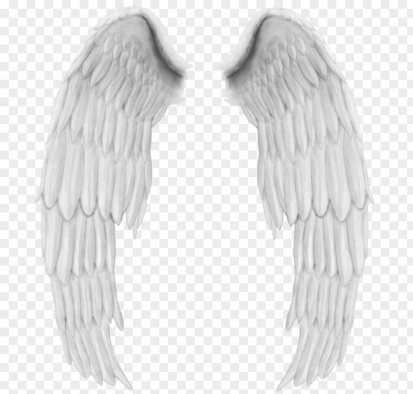 Angel Wing Bird PNG