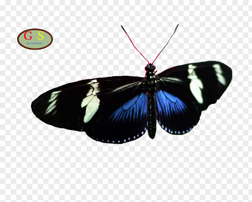 Butterfly Brush-footed Butterflies And Moths PNG