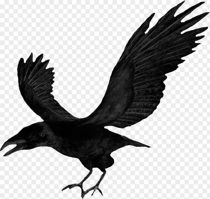Common Raven Crow Clip Art PNG