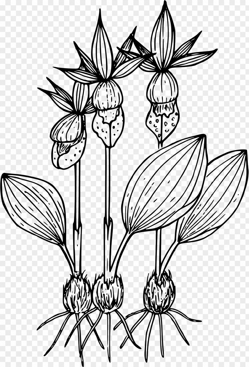 Flower Drawing Calypso PNG