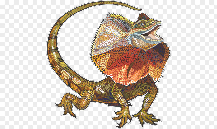 Lizard Frilled-neck Neck Frill Reptile PNG