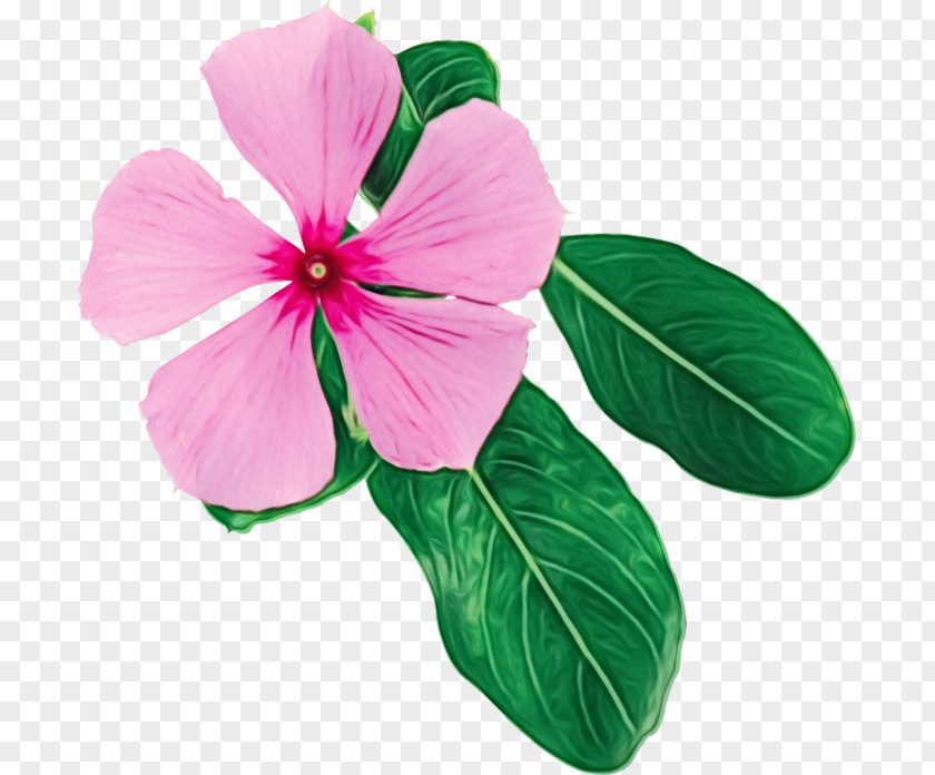 Magenta Impatiens Flower Petal Pink Plant Leaf PNG