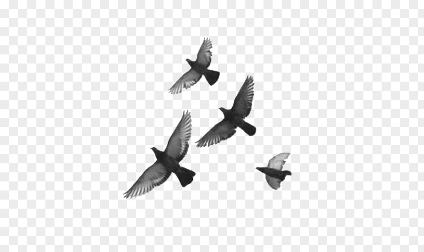 Bird Pigeons And Doves Image Feather Drawing PNG