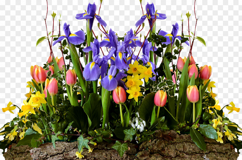 Daffodils Hos Hai Floral Design PNG