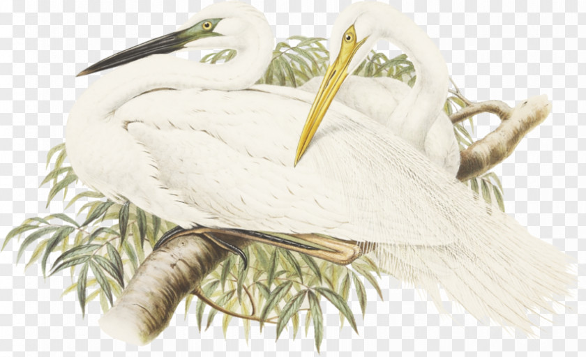 Feather Water Bird Beak Great Egret PNG