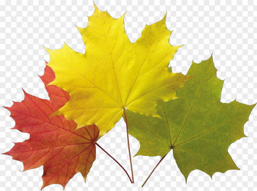 Flower Maple Leaf PNG