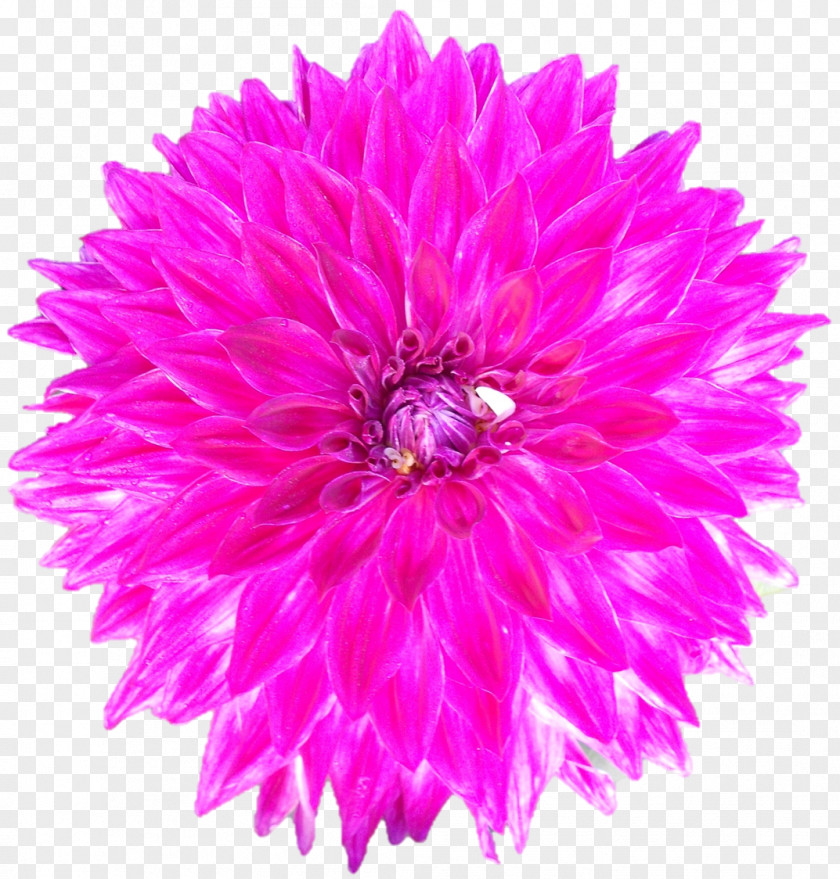 Flower Stock Photography Cut Flowers Chrysanthemum PNG