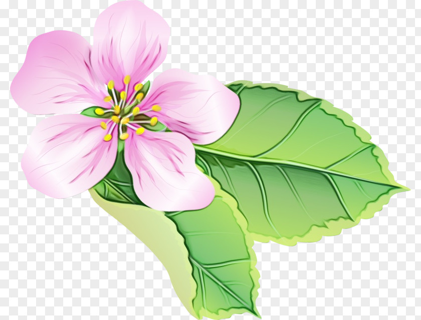 Herbaceous Plant Cut Flowers Flower Petal Flowering Pink PNG