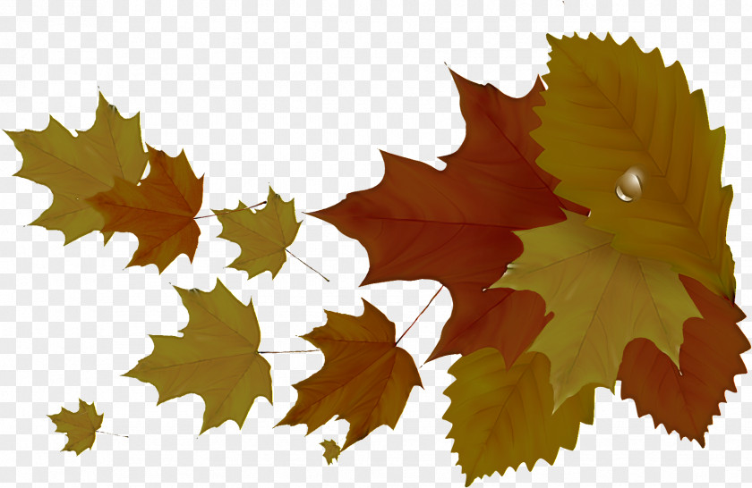 Maple Leaf PNG