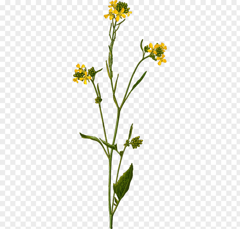 Must Cliparts Brassica Nigra Juncea White Mustard Sinapis Arvensis PNG