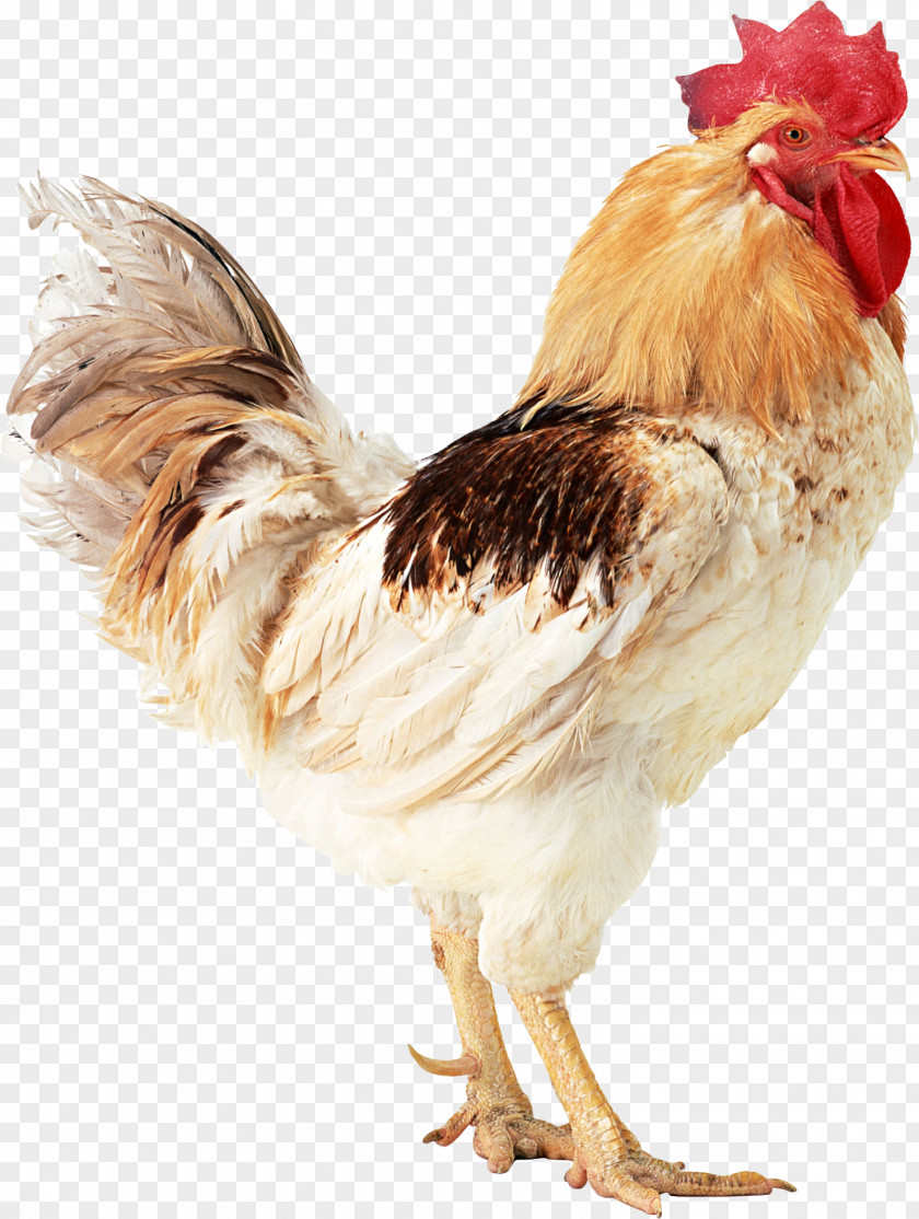 Rooster Horse Dog Domestic Animal Cat Rodent PNG