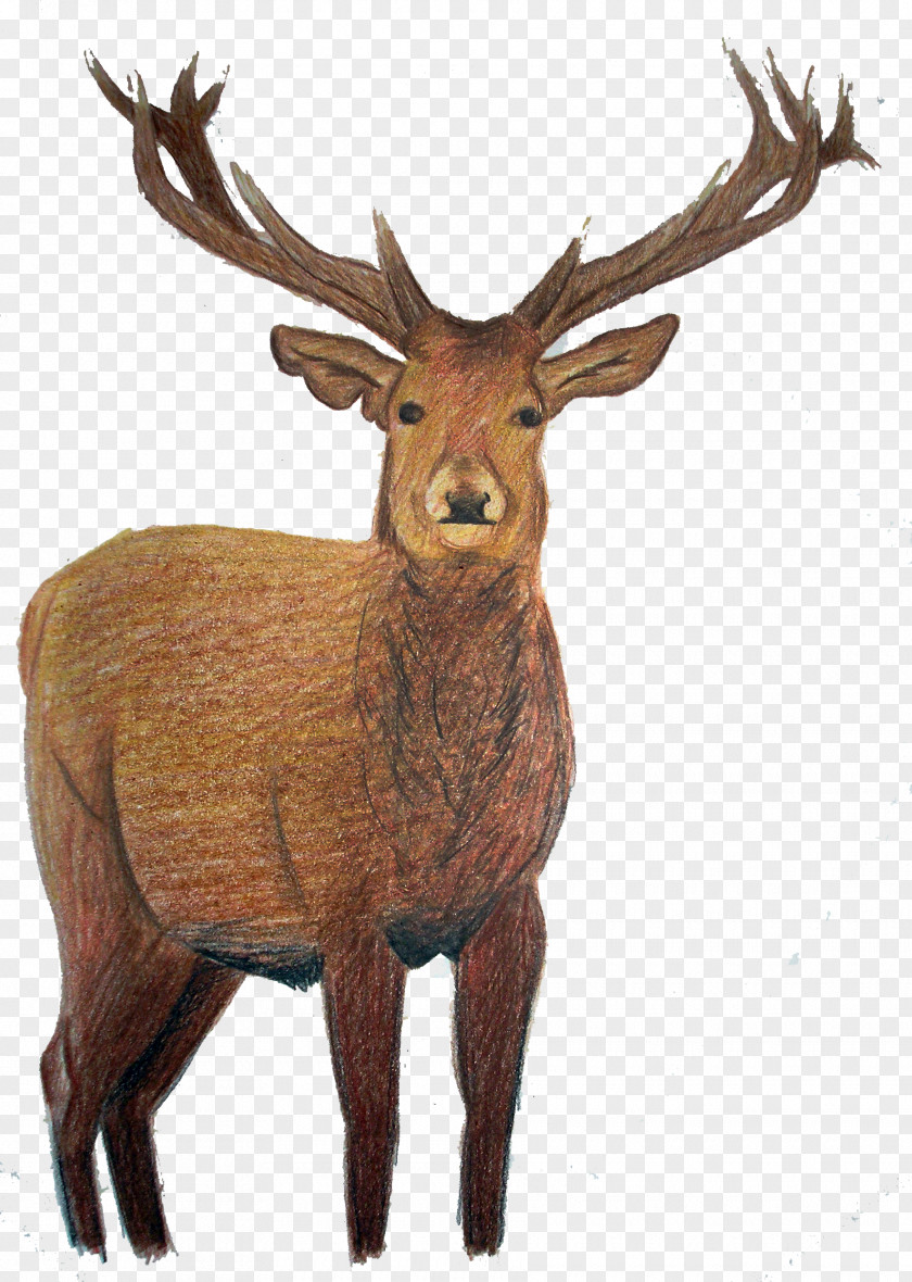Deer Elk White-tailed Reindeer PNG