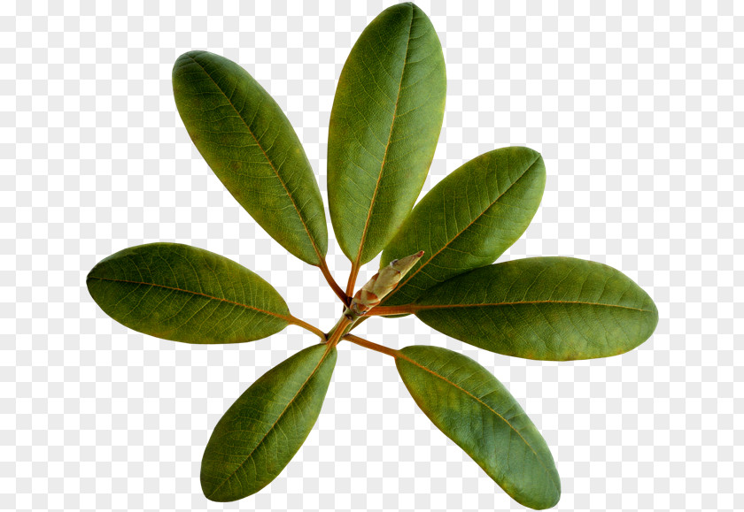 Leaf Loquat PNG