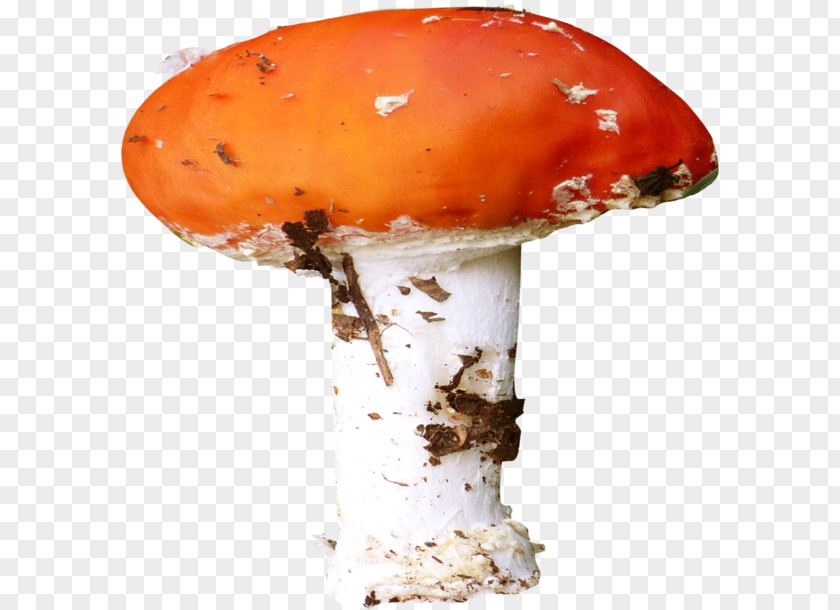 Mushroom Fungus Agaric Clip Art PNG