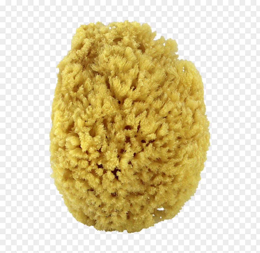 Sea Sponge Oil Soap Glycerol Cosmetics Spongia Officinalis PNG