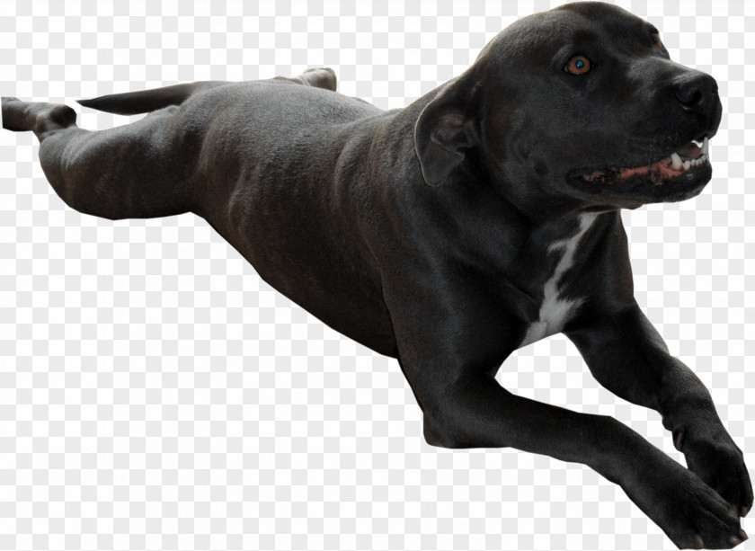 Dog Breed Cane Corso Data Compression Sporting Group PNG